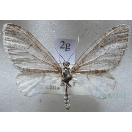 Trichopteryx carpinata (Borkhausen, 1794) Płatynka grabówka Czech2g